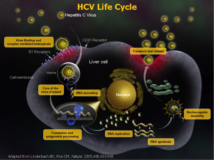 Depiction of HCV life cycle